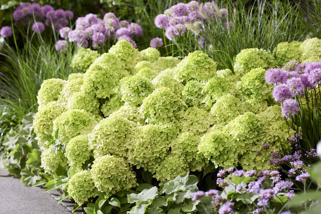 Hydrangea 'living little apple'® - hortenzia - visi216262