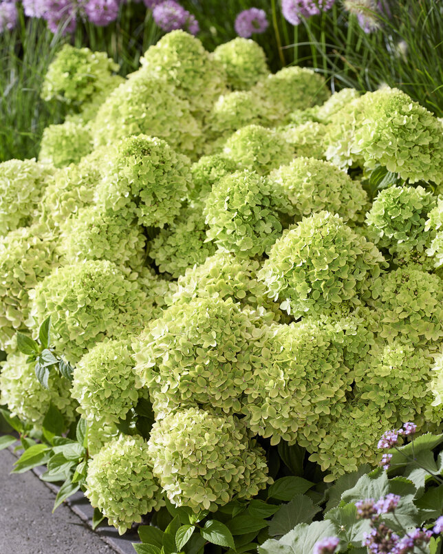 Hydrangea 'living little apple'® - hortenzia - visi216264