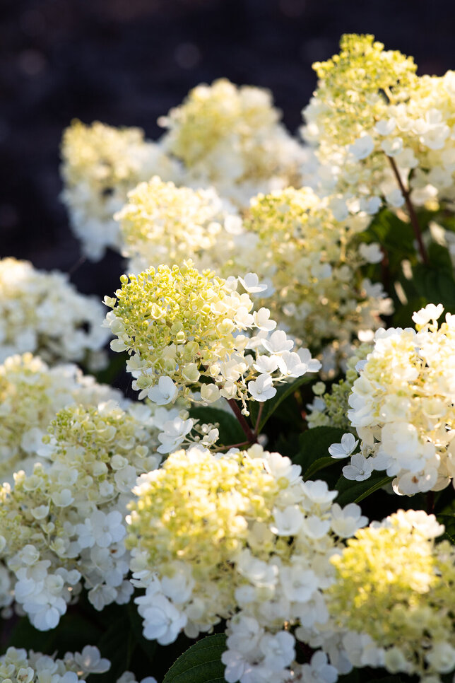 Hydrangea 'living little blossom'® - hortenzia k1l - Hydrangea pan. Living Little Blossom®-HR03 (3975)