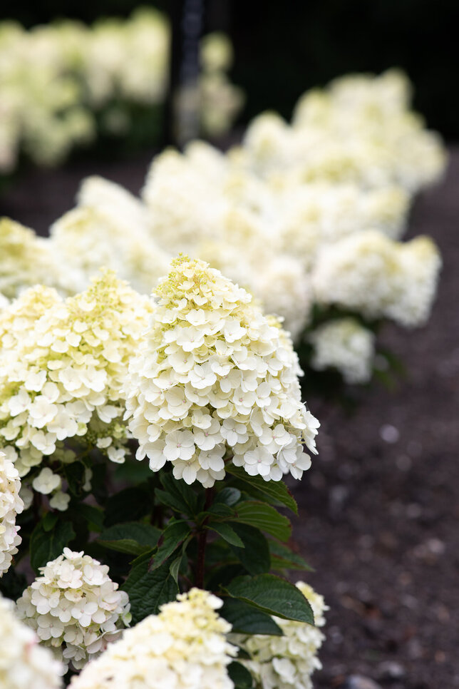 Hydrangea 'living little blossom'® - hortenzia k1l - Hydrangea pan. Living Little Blossom®-HR04 (3392)