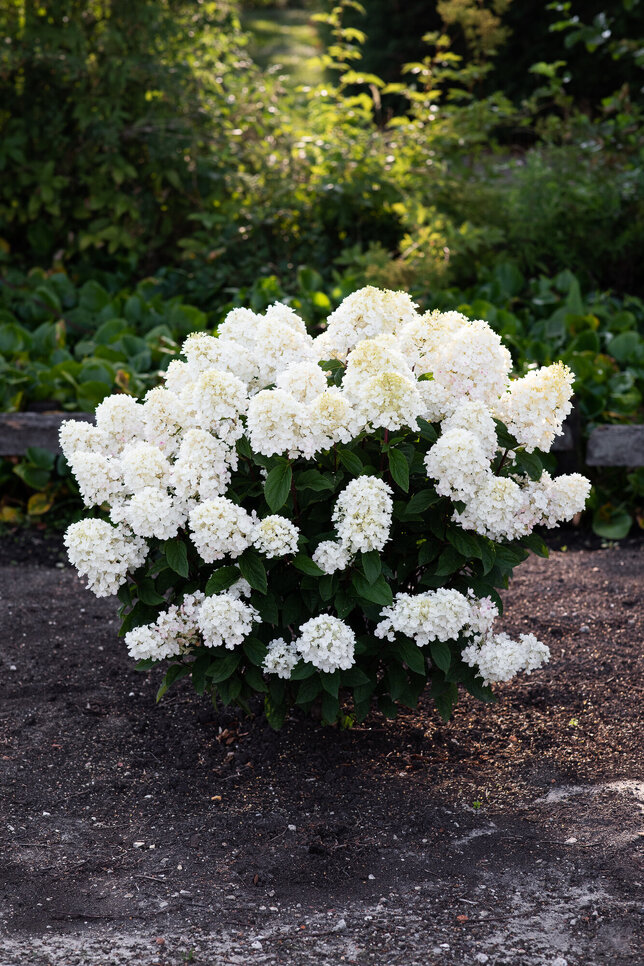 Hydrangea 'living little blossom'® - hortenzia k1l - Hydrangea pan. Living Little Blossom®-HR06 (5686)