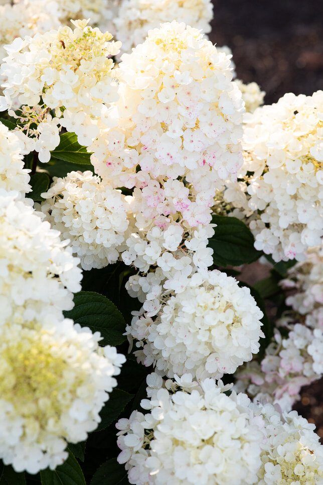 Hydrangea 'living little blossom'® - hortenzia k1l - Hydrangea pan. Living Little Blossom®-HR07 (5729)