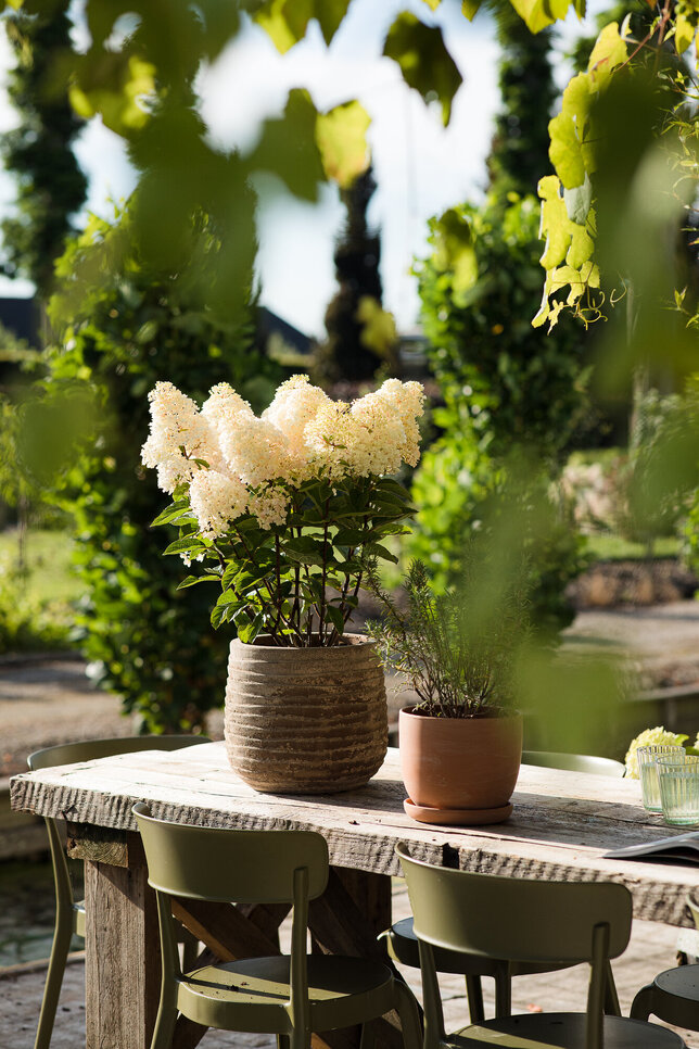 Hydrangea 'living little blossom'® - hortenzia k1l - Hydrangea pan. Living Little Blossom®-HR08 (4288)