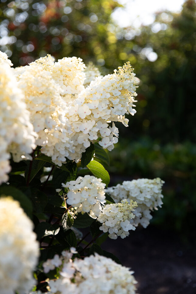 Hydrangea 'living little blossom'® - hortenzia k1l - Hydrangea pan. Living Little Blossom®-HR11 (0147)
