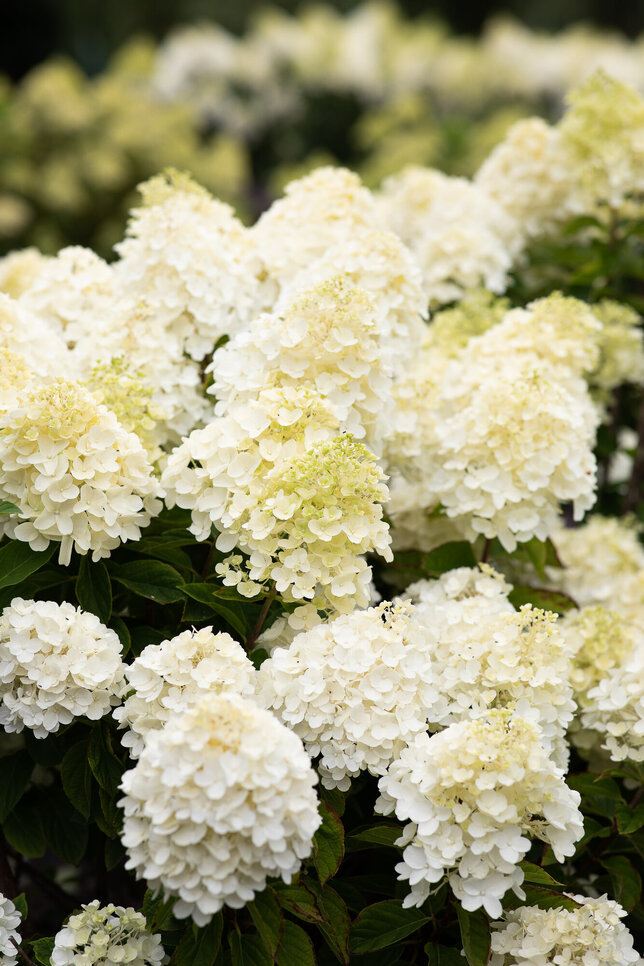 Hydrangea 'living summer snow'® - hortenzia k1l - Hydrangea pan. Living Summer Snow®-HR01 (3363)
