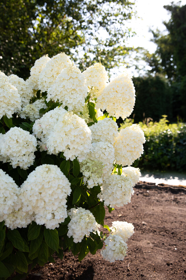 Hydrangea 'living summer snow'® - hortenzia k1l - Hydrangea pan. Living Summer Snow®-HR04 (0207)
