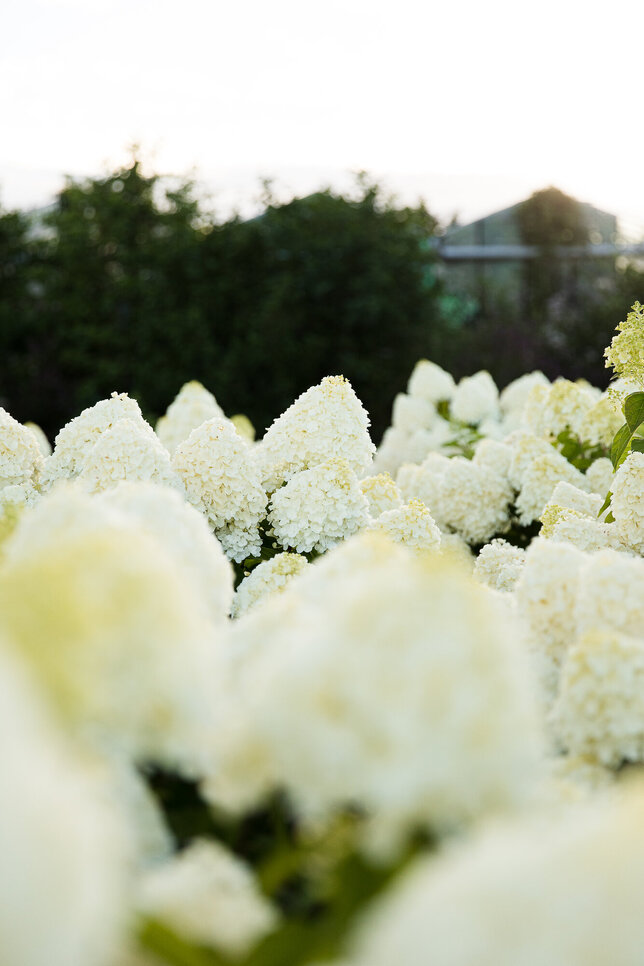 Hydrangea 'living summer snow'® - hortenzia k1l - Hydrangea pan. Living Summer Snow®-HR06 (3971)