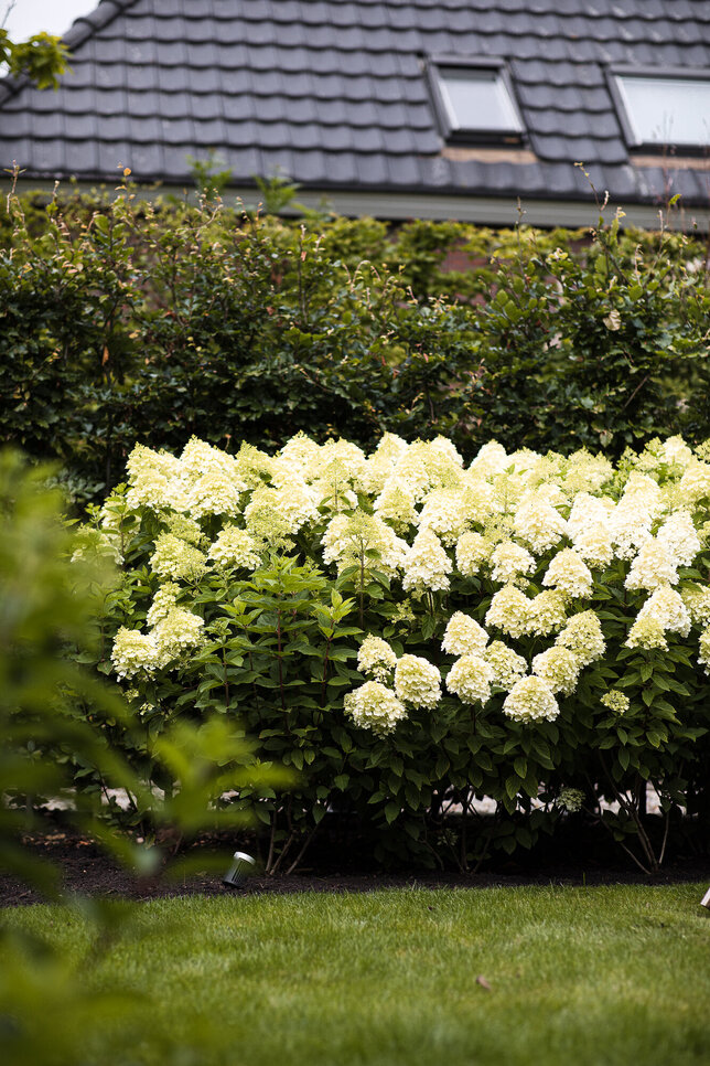 Hydrangea 'living summer snow'® - hortenzia k1l - Hydrangea pan. Living Summer Snow®-HR07 (0185)