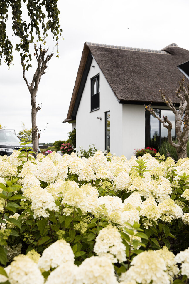 Hydrangea 'living summer snow'® - hortenzia k1l - Hydrangea pan. Living Summer Snow®-HR10 (0233)
