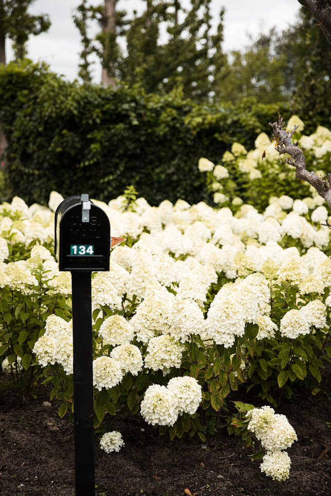 Hydrangea 'living summer snow'® - hortenzia k1l - Hydrangea pan. Living Summer Snow®-HR11 (0246)