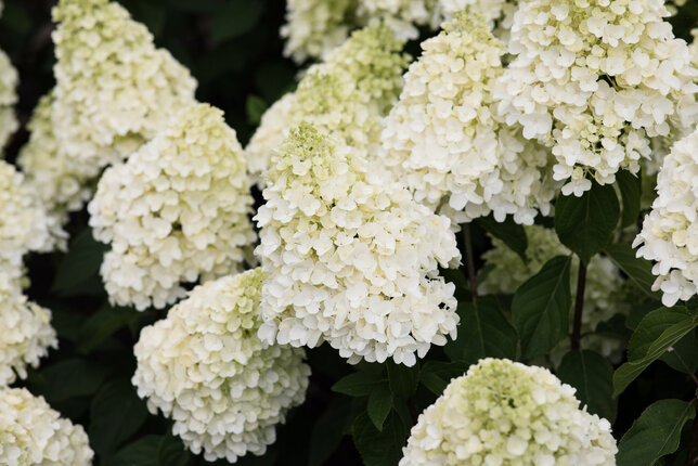Hydrangea 'living summer snow'® - hortenzia k1l - Hydrangea pan. Living Summer Snow®-HR12 (2403)