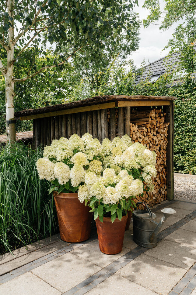 Hydrangea 'living summer snow'® - hortenzia k1l - MyrtheSlootjes_sfeershoot_LivingCreations_04