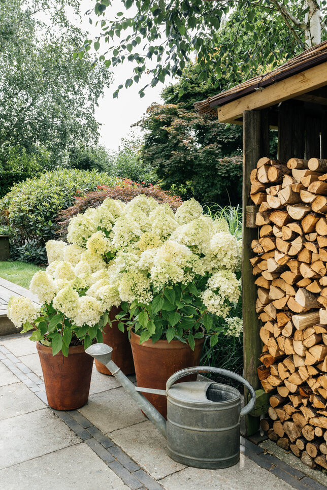 Hydrangea 'living summer snow'® - hortenzia k1l - MyrtheSlootjes_sfeershoot_LivingCreations_06