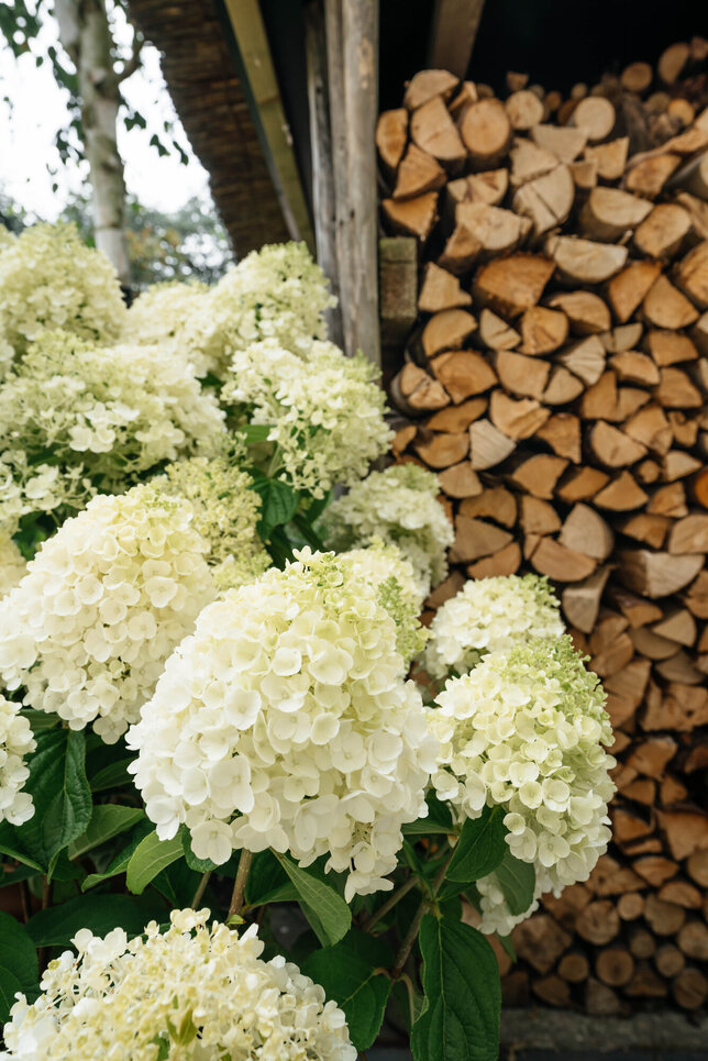 Hydrangea 'living summer snow'® - hortenzia k1l - MyrtheSlootjes_sfeershoot_LivingCreations_08