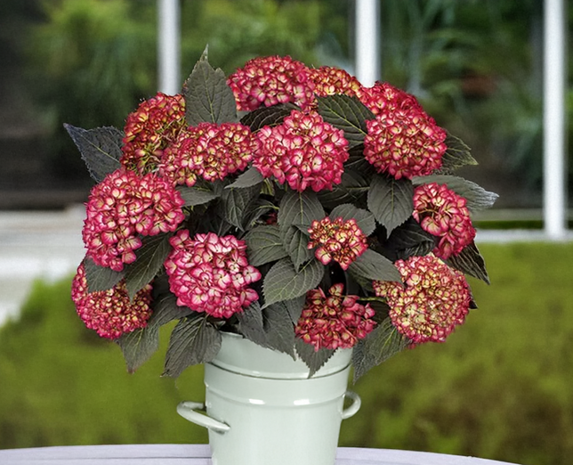 Hydrangea m. 'eclipse' - hortenzia - Hydrangea m. 'Eclipse' - hortenzia 1