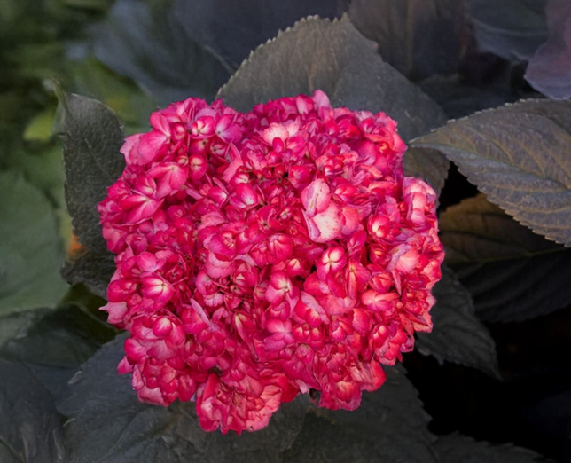 Hydrangea m. 'eclipse' - hortenzia - Hydrangea m. 'Eclipse' - hortenzia 2