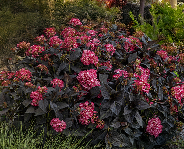 Hydrangea m. 'eclipse' - hortenzia - Hydrangea m. 'Eclipse' - hortenzia 3