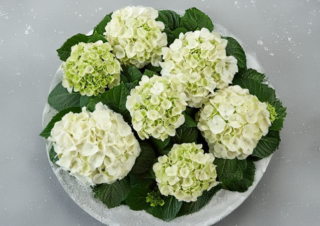 Hydrangea m. 'ice girl' - hortenzia k2l - Hydrangea m. 'Ice Girl' 1