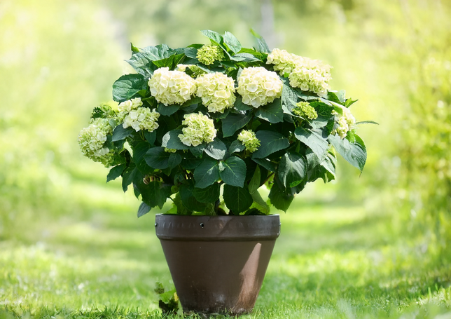 Hydrangea m. 'ice girl' - hortenzia k2l - Hydrangea m. 'Ice Girl' 2