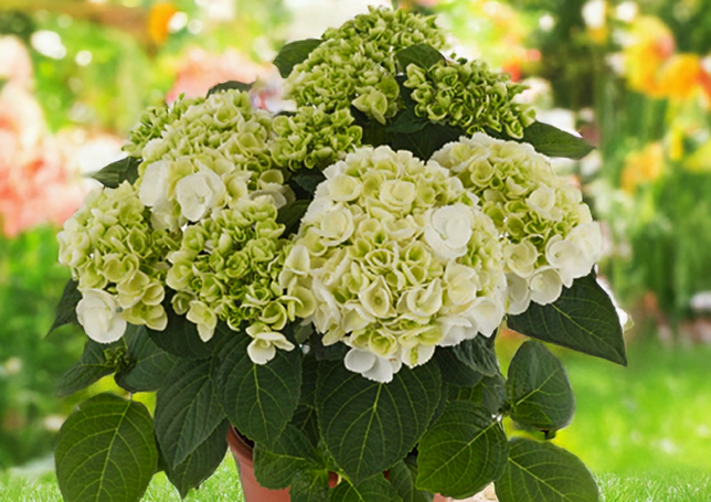 Hydrangea m. 'ice girl' - hortenzia k2l - Hydrangea m. 'Ice Girl' 3