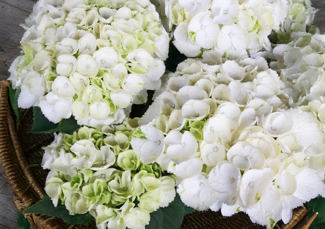 Hydrangea m. 'ice girl' - hortenzia k2l - Hydrangea m. 'Ice Girl' 4