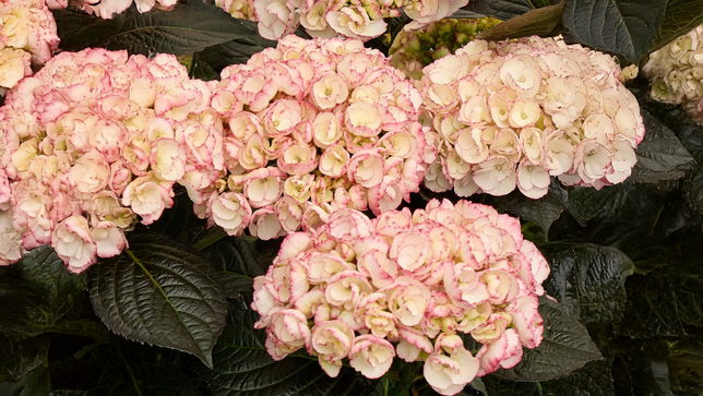 Hydrangea m. 'midnight pearl' - hortenzia k2l - Hydrangea m. 'Midnight Pearl' 1