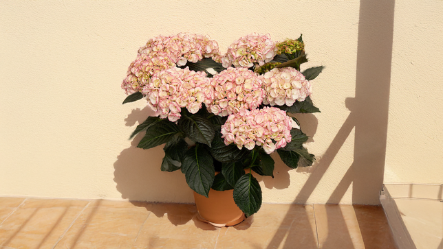 Hydrangea m. 'midnight pearl' - hortenzia k2l - Hydrangea m. 'Midnight Pearl' 2