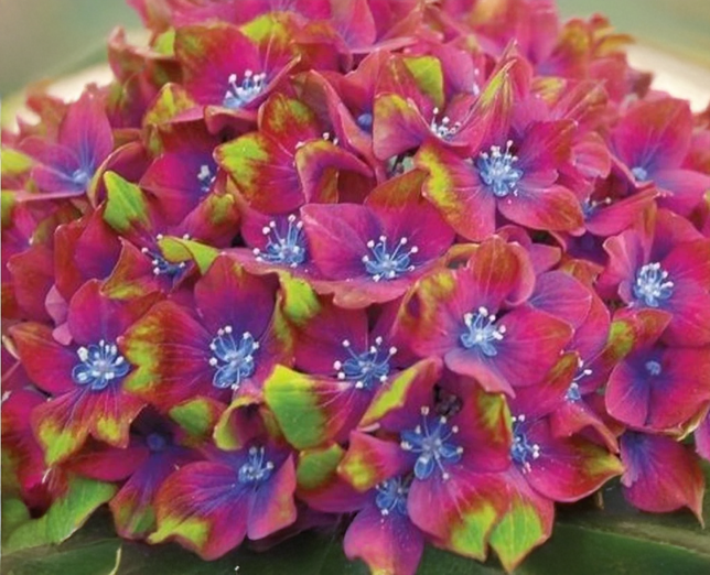 Hydrangea m. 'schloss wackerbarth' - hortenzia - Hydrangea m. 'Schloss Wackerbarth' - hortenzia 1