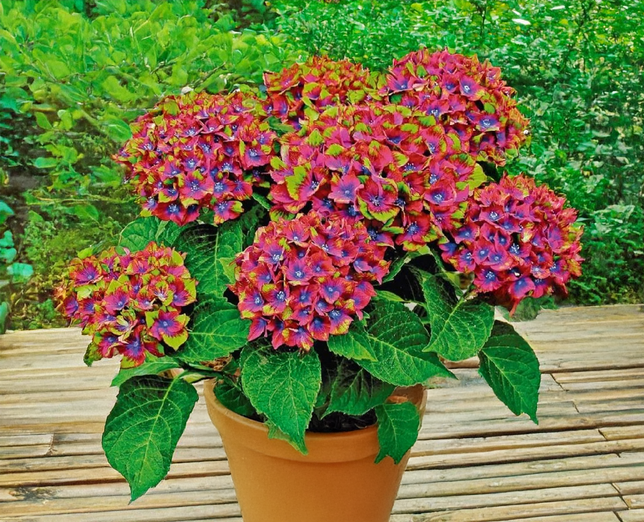 Hydrangea m. 'schloss wackerbarth' - hortenzia - Hydrangea m. 'Schloss Wackerbarth' - hortenzia 2