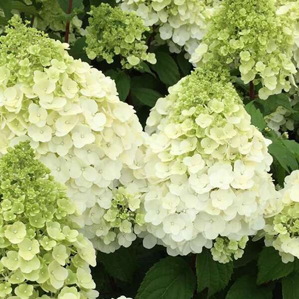 Hydrangea 'magical mont blanc' - hortenzia - 3252529 Hydrangea 'Magical Mont Blanc' 01