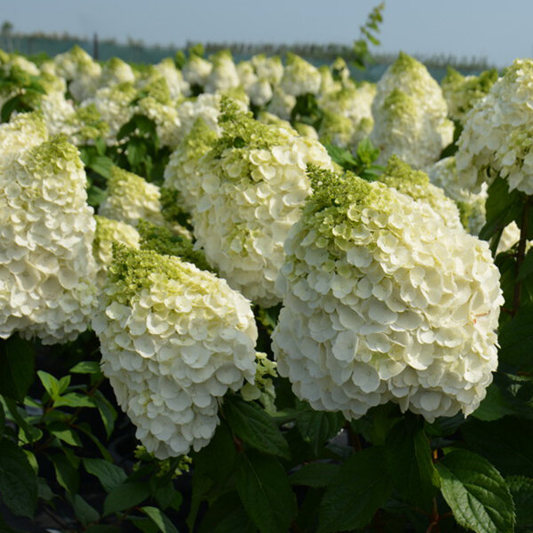 Hydrangea 'magical mont blanc' - hortenzia - 3252529 Hydrangea 'Magical Mont Blanc' 03