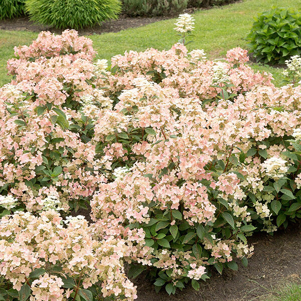 Hydrangea 'polestar' - hortenzia k1l - 6254396 Hydrangea 'Polestar' 01