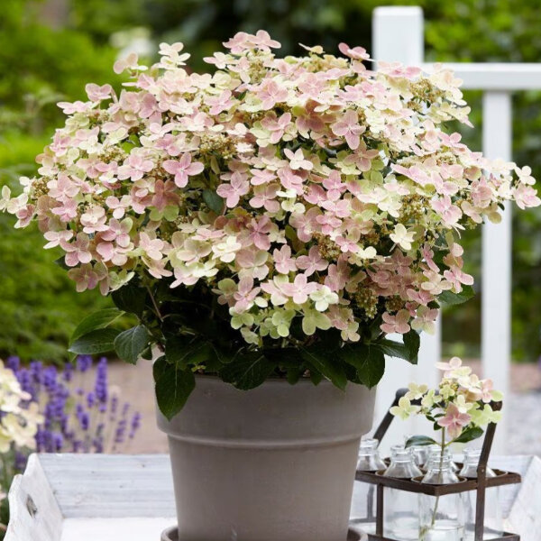 Hydrangea 'polestar' - hortenzia k1l - 6254396 Hydrangea 'Polestar' 03