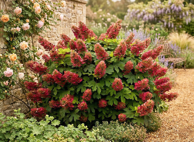 Hydrangea quercifolia 'ruby slippers' - hortenzia - Hydrangea quercifolia 'Ruby Slippers'