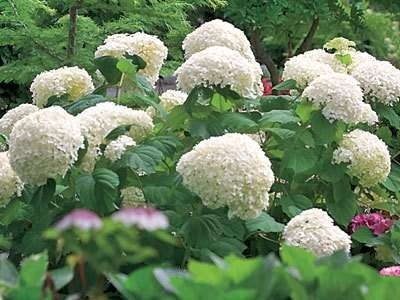 Hydrangea 'strong annabelle' - hortenzia - 3251940 Hydrangea 'Strong Annabelle' 01