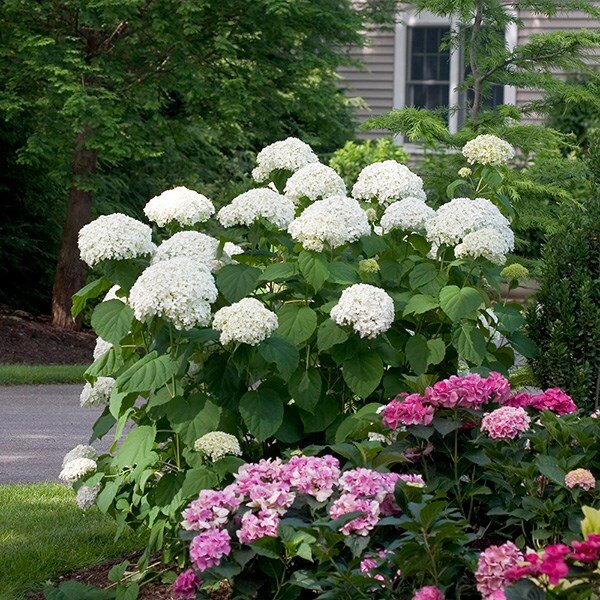 Hydrangea 'strong annabelle' - hortenzia - 3251940 Hydrangea 'Strong Annabelle' 02