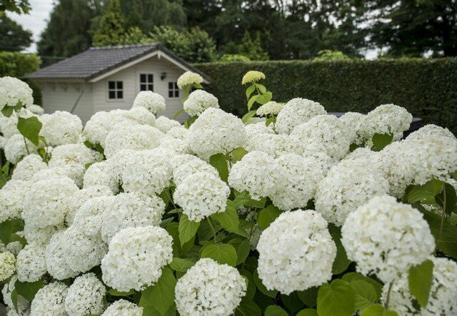 Hydrangea 'strong annabelle' - hortenzia - 3251940 Hydrangea 'Strong Annabelle' 03