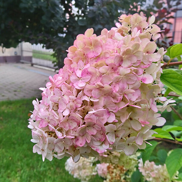 Hydrangea 'vanille fraise' - hortenzia k1l - 3250920 Hydrangea 'Vanille Fraise' 03