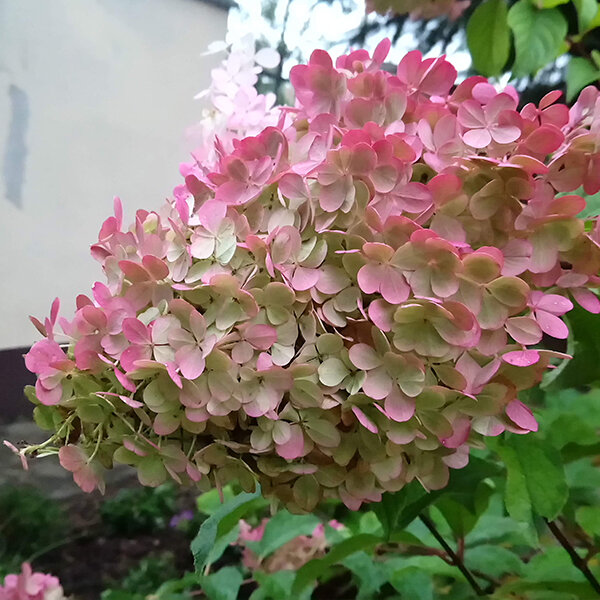 Hydrangea 'vanille fraise' - hortenzia k1l - 3250920 Hydrangea 'Vanille Fraise' 04