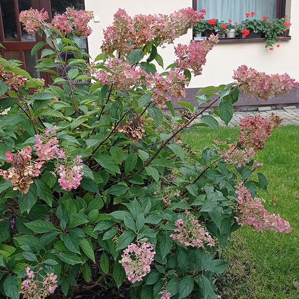 Hydrangea 'vanille fraise' - hortenzia k1l - 3250920 Hydrangea 'Vanille Fraise' 06