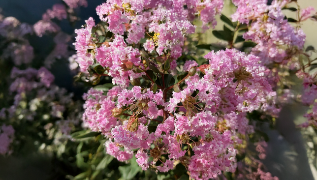 Lagerstroemia 'choco pink' - myrta - Lagerstroemia 'Choco Pink' 1