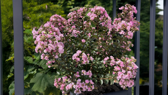 Lagerstroemia 'choco pink' - myrta - lagerstroemia choco pink 2