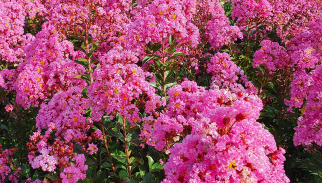 Lagerstroemia 'eveline' - myrta -  Lagerstroemia 'Eveline' 1
