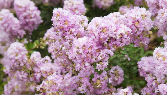 Lagerstroemia 'lavender' - myrta - Lagerstroemia Lavender 1