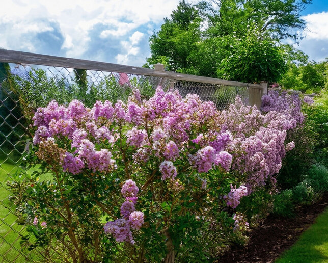 Lagerstroemia 'lavender' - myrta - Lagerstroemia 'Lavender'