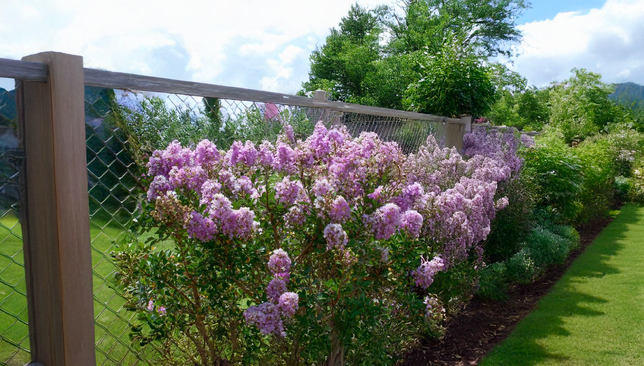 Lagerstroemia 'lavender' - myrta - Lagerstroemia 'Lavender' 2