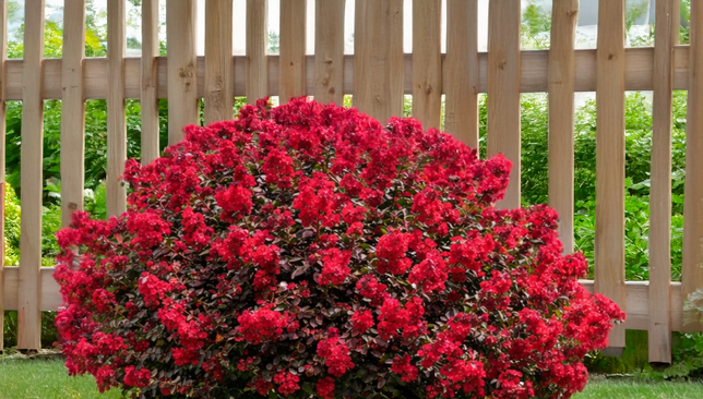 Lagerstroemia 'red' - myrta - Lagerstroemia 'Red' - myrta_