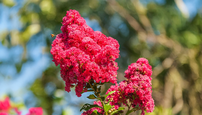 Lagerstroemia 'red' - myrta - Lagerstroemia 'Red' - myrta 1_