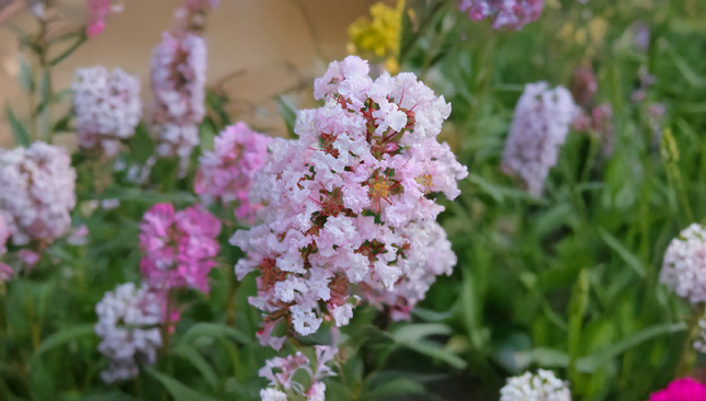 Lagerstroemia 'with love babe' - myrta - Lagerstroemia 'With Love Babe' - myrta 2