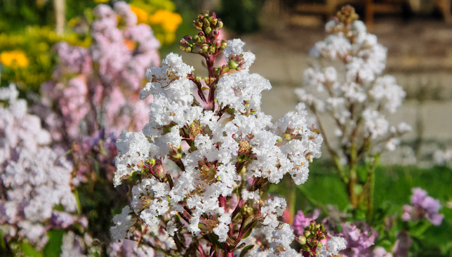 Lagerstroemia 'with love virgin' - myrta - Lagerstroemia 'With Love Virgin' - myrta 1